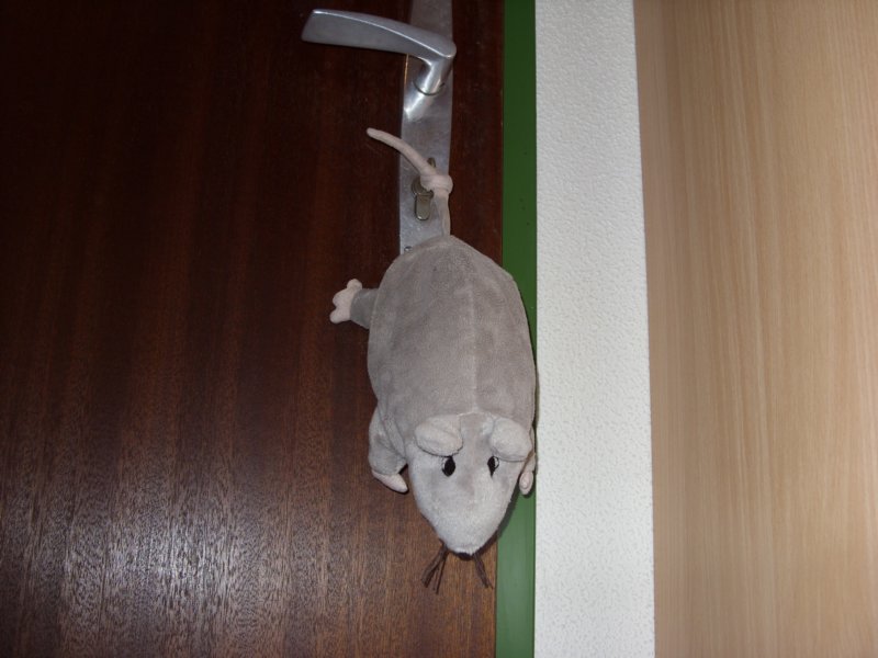 ratsinthehostel.jpg